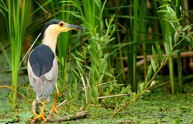 21_Danube Delta.jpg